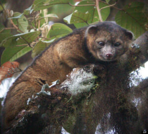 Bassaricyon neblina OLINGUITO